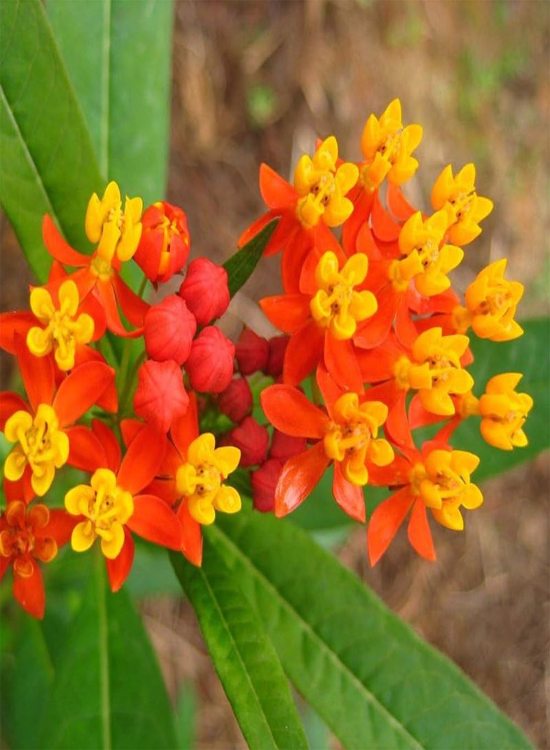 GGOOT 100Pcs Seeds Home Garden View Orange Butterfly Milkweed Asclepias Flower Seeds Plants - Image 4
