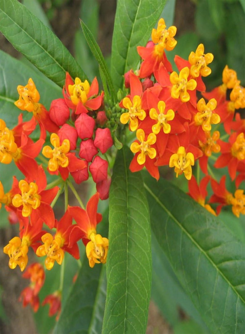 GGOOT 100Pcs Seeds Home Garden View Orange Butterfly Milkweed Asclepias Flower Seeds Plants - Image 3