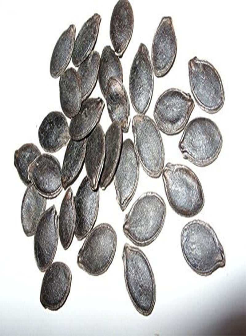 GGOOT 10 Shark Fin Squash/Melon, Gom bo Seeds - AkA,Malabar gourd, Seven Year melon. - Image 2