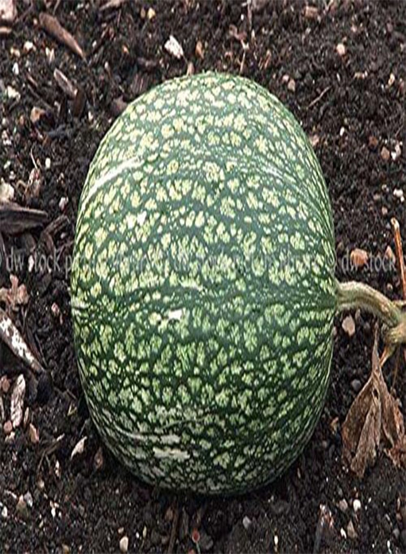 GGOOT 10 Shark Fin Squash/Melon, Gom bo Seeds - AkA,Malabar gourd, Seven Year melon. - Image 3