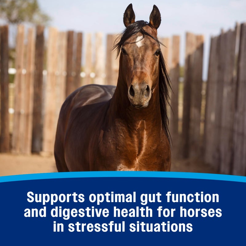 Farnam Gastric Health Pellets, Daily Gut and Digestive Health Supplement for Horses Helps Maintain a Healthy Gastrointestinal Tract and Gut Function - Image 4