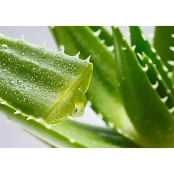 جل الصبار الفاخر المرطب والمرمم للبشرة متعدد الاستخدامات من متجر Xpito فقط (250) - Image 2