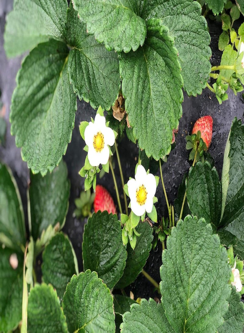 جي جوت بذور فاكهة الفراولة للحديقة 300 قطعة - Image 4