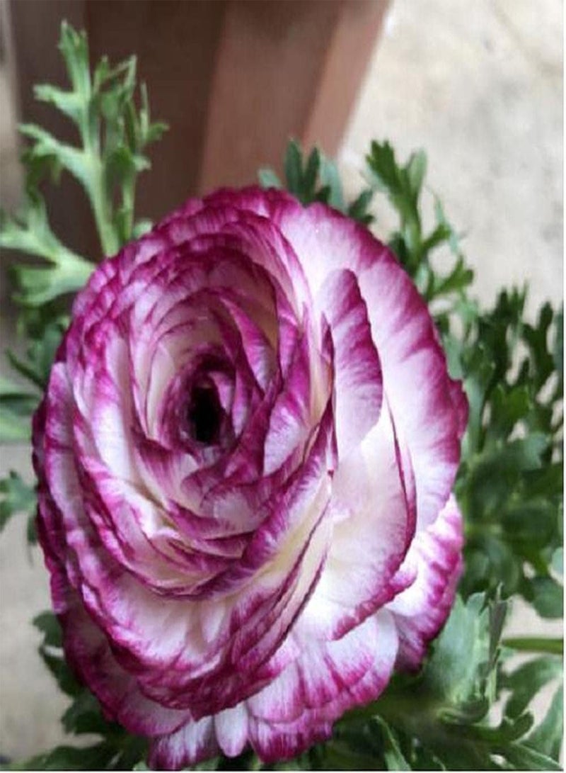 جي جوت 10 قطع من بذور الحوذان الفريدة لزراعة المناظر الطبيعية في الحدائق، زهور الحوذان النادرة تنضح برائحة رقيقة تجذب النحل والفراشات - Image 2