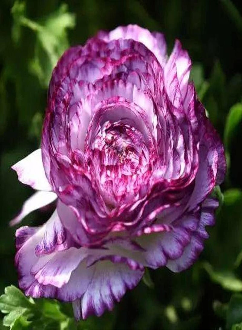 جي جوت 10 قطع من بذور الحوذان الفريدة لزراعة المناظر الطبيعية في الحدائق، زهور الحوذان النادرة تنضح برائحة رقيقة تجذب النحل والفراشات - Image 1