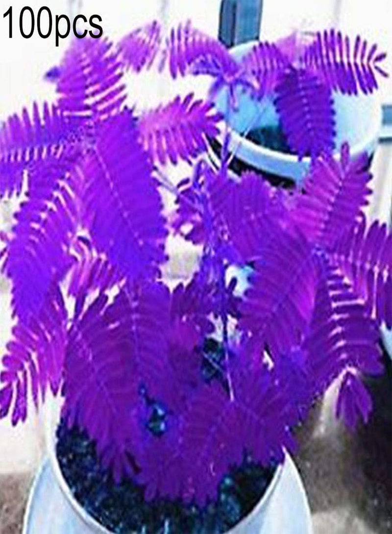 GGOOT 100Pcs Various Color Mimosa Pudica Seeds, Garden Bonsai Pot Plants Home Decor Purple Mimosa Pudica# - Image 2