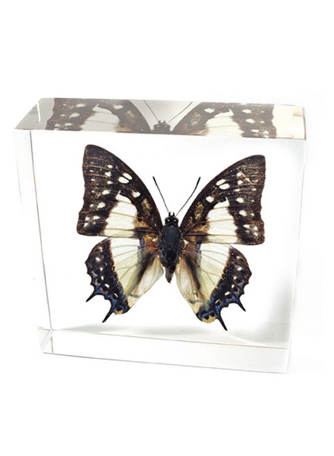 REALBUG Common Nawab Butterfly Paperweight(3X3X1) - Image 1