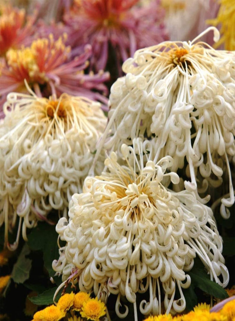 GGOOT 100Pcs Chrysanthemum Seeds for Planting White Flowers Beautiful Courtyard Scenery Home Garden Year-Round Sowing Bring A Sense of Accomplishment - Image 2