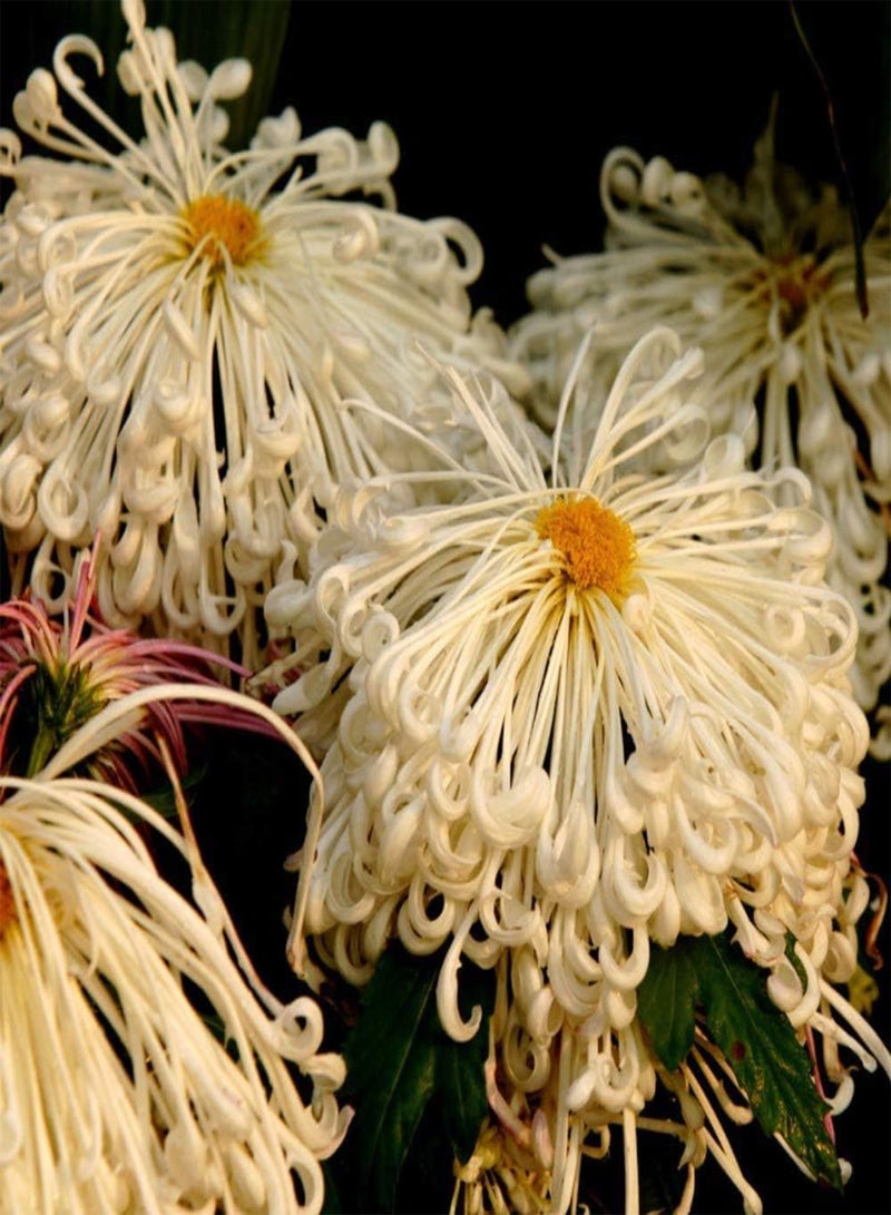 GGOOT 100Pcs Chrysanthemum Seeds for Planting White Flowers Beautiful Courtyard Scenery Home Garden Year-Round Sowing Bring A Sense of Accomplishment - Image 1