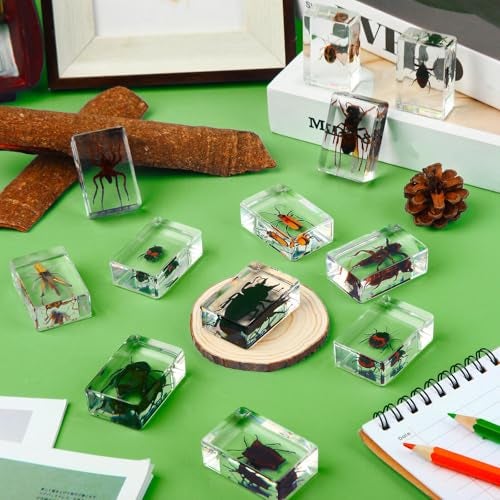 Macarrie 12 Pcs Insect Specimens, Bugs Collection Real Specimens of Butterflies and Beetles Made of Resin for Kids Classroom Science Education Animal Collection, Bug Preserved, Biology(Insect) - Image 2