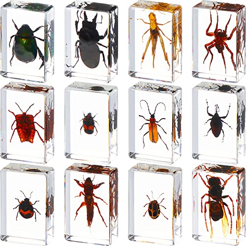Macarrie 12 Pcs Insect Specimens, Bugs Collection Real Specimens of Butterflies and Beetles Made of Resin for Kids Classroom Science Education Animal Collection, Bug Preserved, Biology(Insect) - Image 1