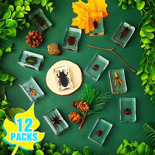 Macarrie 12 Pcs Insect Specimens, Bugs Collection Real Specimens of Butterflies and Beetles Made of Resin for Kids Classroom Science Education Animal Collection, Bug Preserved, Biology(Insect) - Image 4