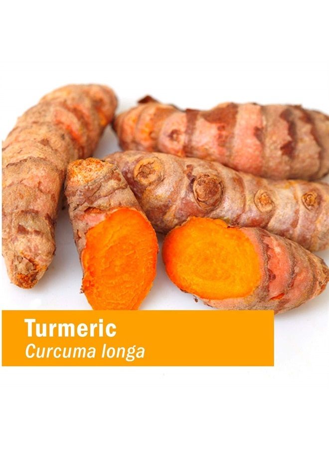 HERB PHARM Certified Organic Turmeric Root Extract for Musculoskeletal System Support - 1 Ounce (DTURM01) - Image 1