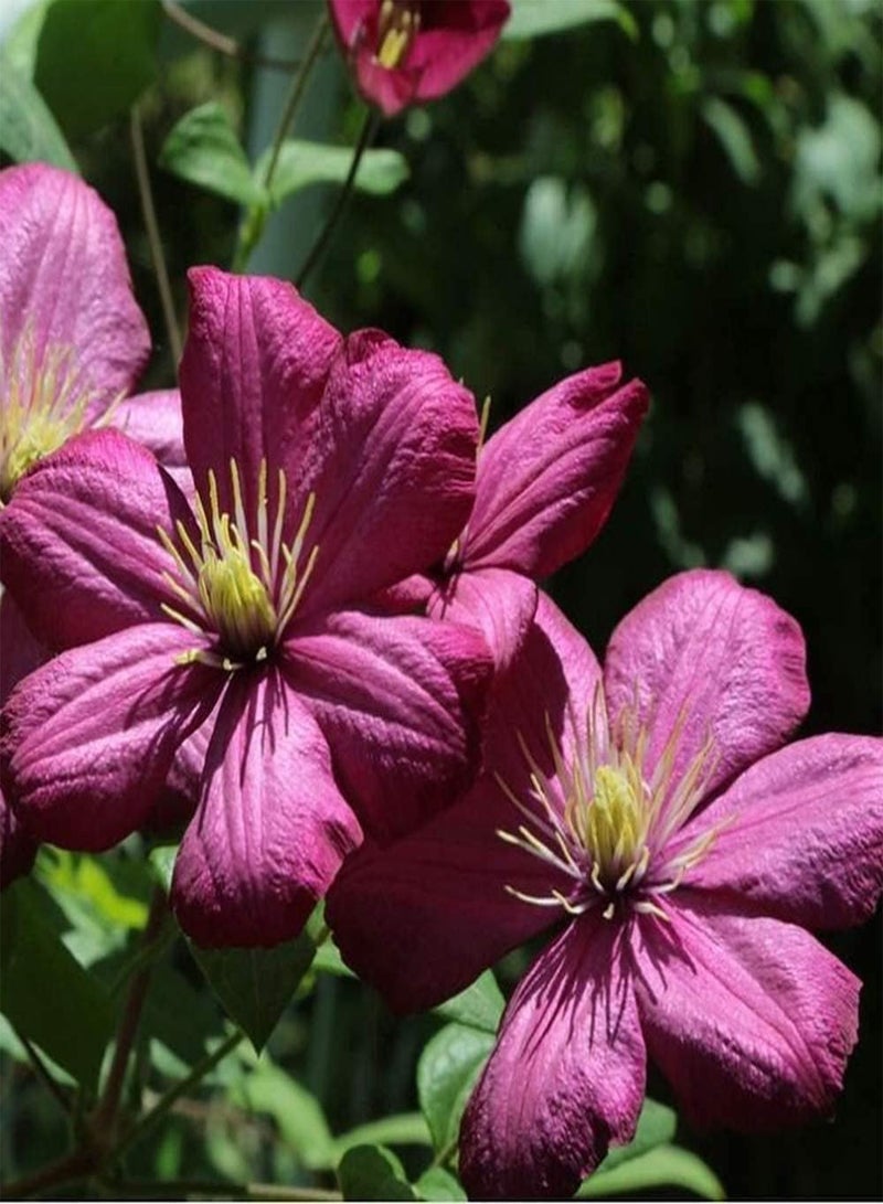 جي جوت بذور الكليماتيس المعمرة ذات القيمة الزخرفية العالية، زهور موروثة، حديقة، زراعة منزلية، فناء خارجي، منظر طبيعي، سهل العناية - Image 3