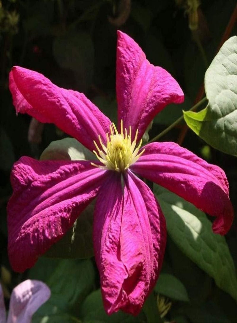 جي جوت بذور الكليماتيس المعمرة ذات القيمة الزخرفية العالية، زهور موروثة، حديقة، زراعة منزلية، فناء خارجي، منظر طبيعي، سهل العناية - Image 2