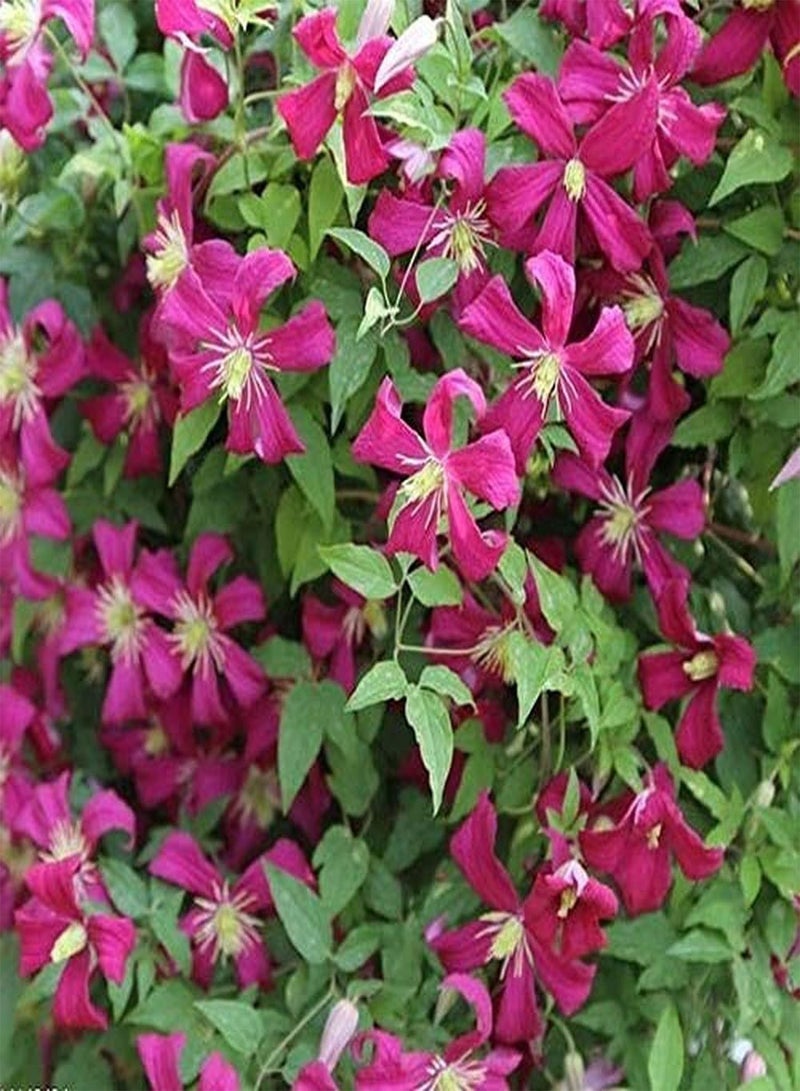 جي جوت بذور الكليماتيس المعمرة ذات القيمة الزخرفية العالية، زهور موروثة، حديقة، زراعة منزلية، فناء خارجي، منظر طبيعي، سهل العناية - Image 1