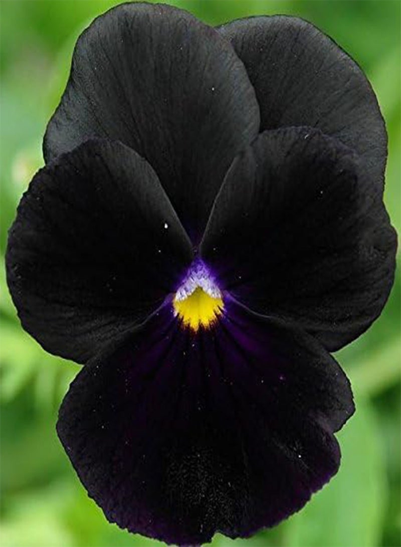 GGOOT Pansy Black King Viola x wittrockiana - - Image 1