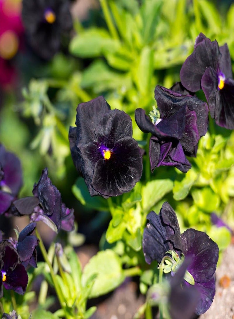 GGOOT Pansy Black King Viola x wittrockiana - - Image 2