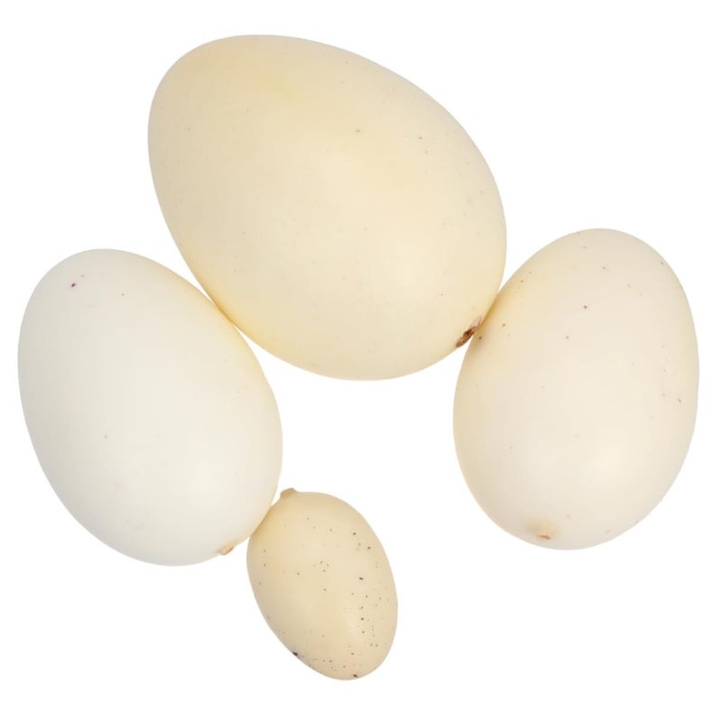 Assorted Realistic Bird Egg Models Simulation Eggs Art Practice Toy - Image 2