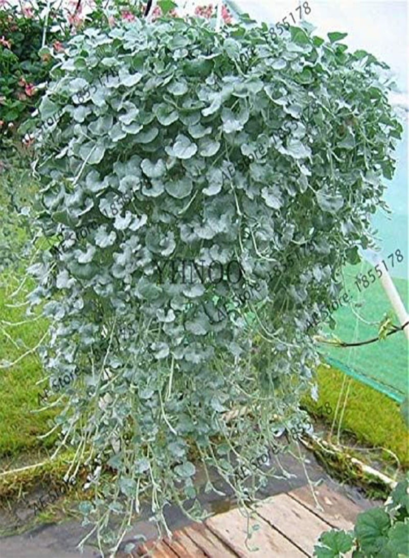 GGOOT 100Pcs Dichondra Repens Silver Falls Emerald Falls Succulent Seed in Hanging Baskets Very Creative Beautiful Potted Plants - Image 4