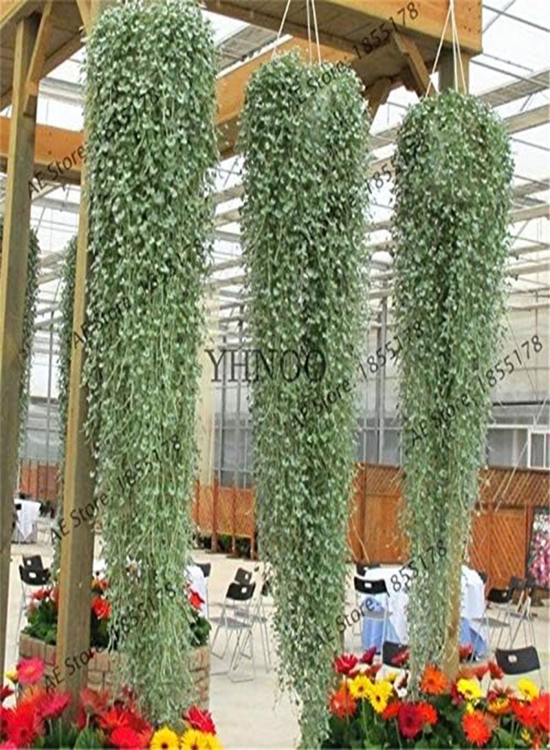 GGOOT 100Pcs Dichondra Repens Silver Falls Emerald Falls Succulent Seed in Hanging Baskets Very Creative Beautiful Potted Plants - Image 2