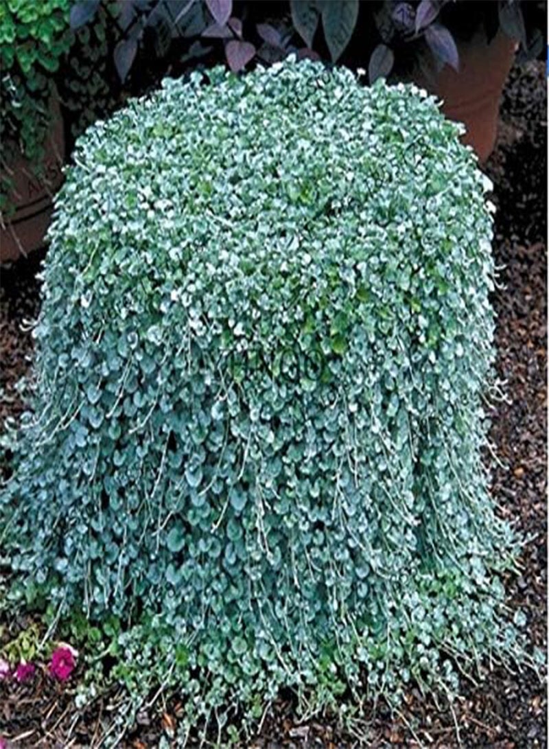 GGOOT 100Pcs Dichondra Repens Silver Falls Emerald Falls Succulent Seed in Hanging Baskets Very Creative Beautiful Potted Plants - Image 1