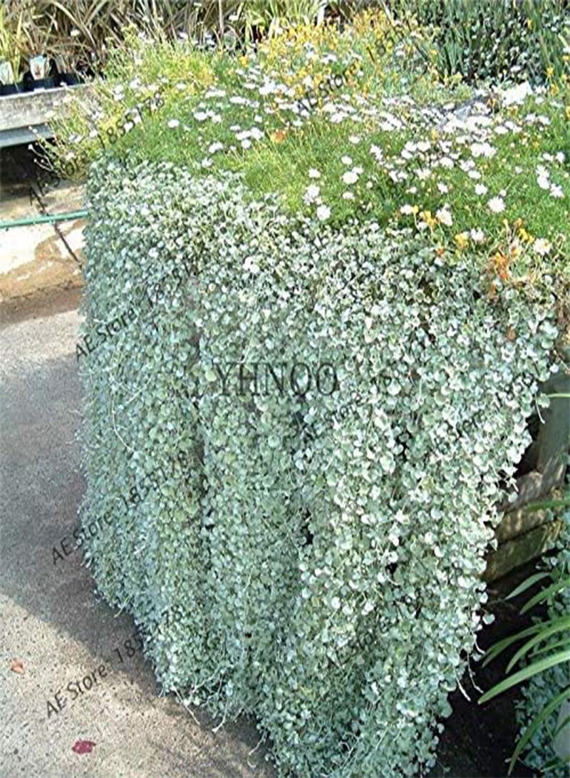 GGOOT 100Pcs Dichondra Repens Silver Falls Emerald Falls Succulent Seed in Hanging Baskets Very Creative Beautiful Potted Plants - Image 3