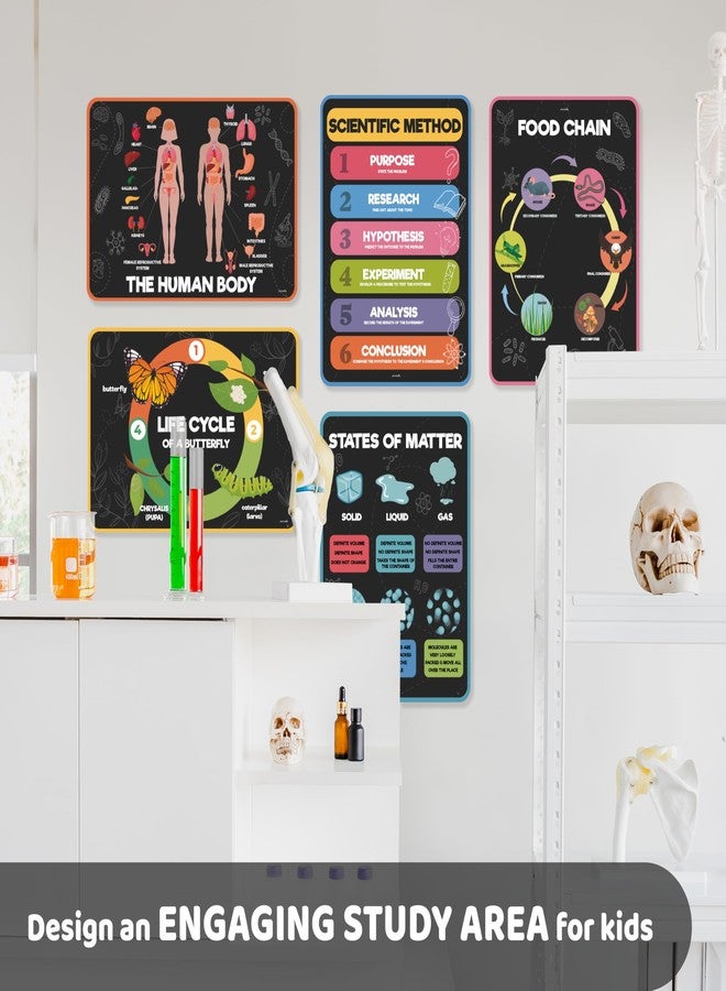 jackinthebox 12 Science Posters for Classroom - 12 x 17 inches Laminated, Middle School Science Posters, Science school room Decor, Science Bulletin Board Sets for Kids - Image 5