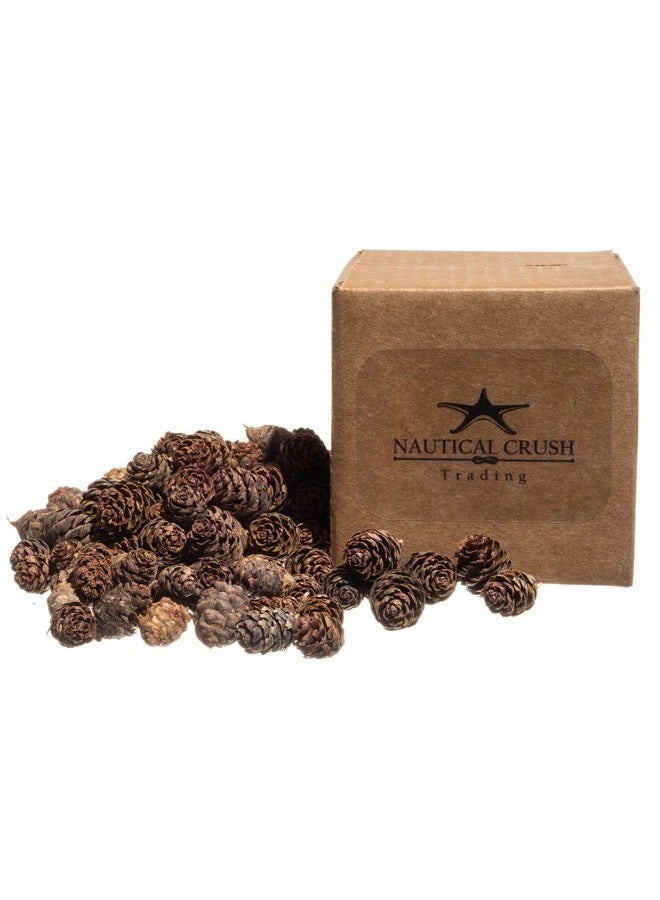 Nautical Crush Trading Pine Cones Small Pine Cones Mini Black Spruce Pine Cones Pine Cone Filler (240ml) - Image 5