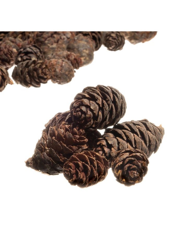 Nautical Crush Trading Pine Cones Small Pine Cones Mini Black Spruce Pine Cones Pine Cone Filler (240ml) - Image 3