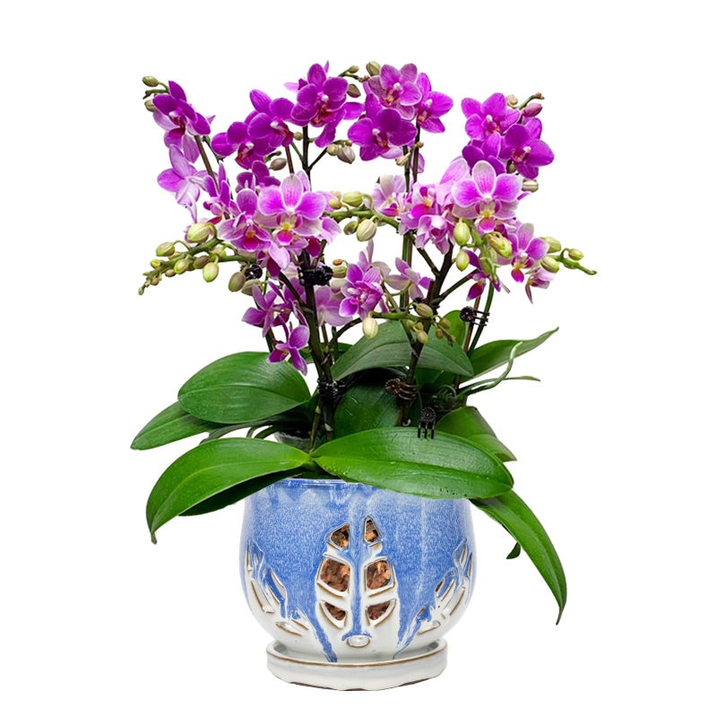 w w W&W Orchid Pot with Holes and Saucer for Repotting and Better Grow, Blue and White, 6.5 Inches - Image 1