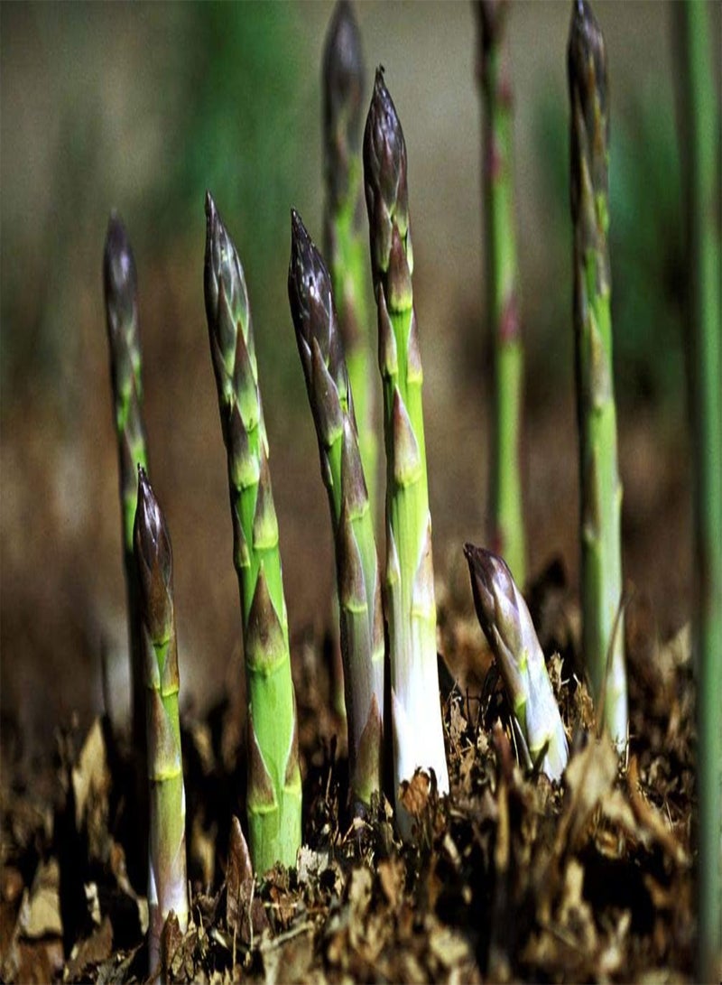 GGOOT 12 Pcs Jersey Giant Asparagus Seeds - Perennials - Image 3