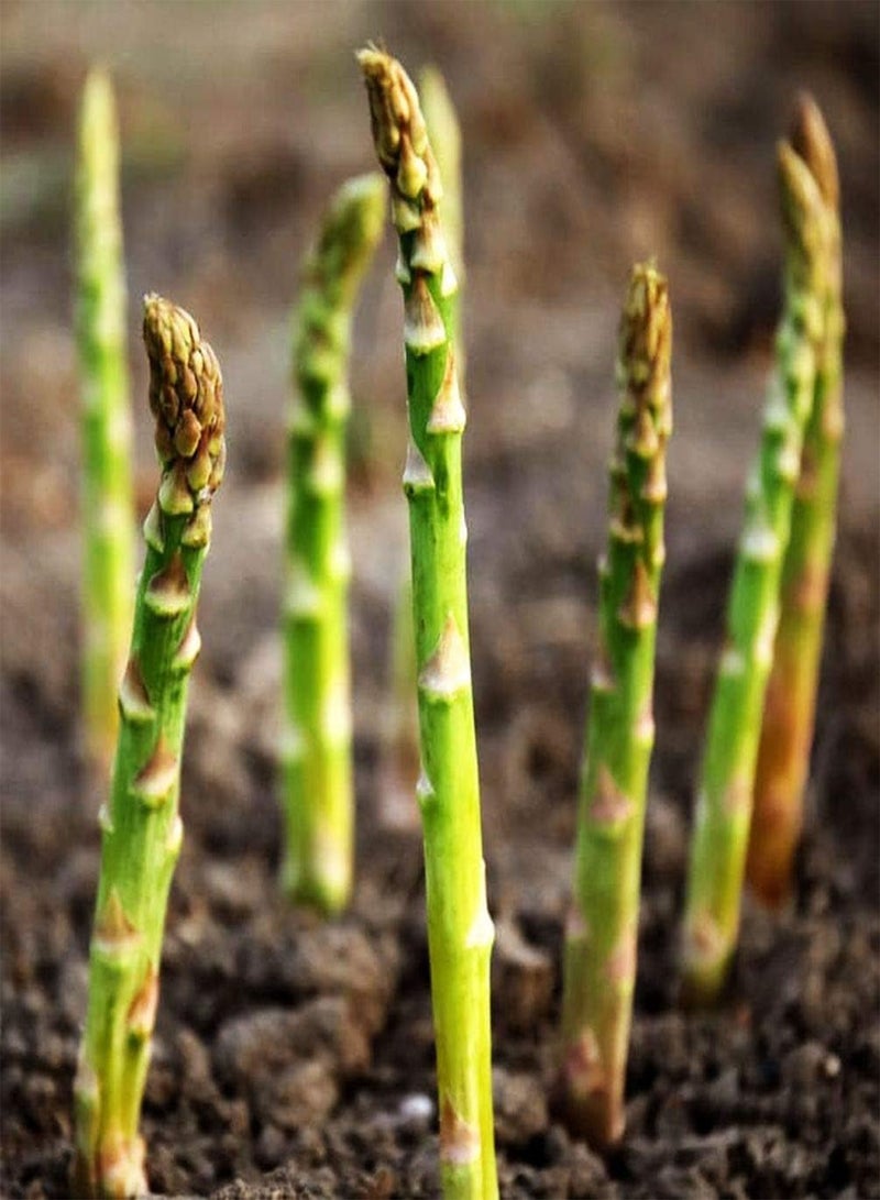 GGOOT 12 Pcs Jersey Giant Asparagus Seeds - Perennials - Image 4