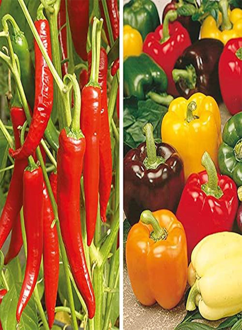 جي جوت بذور فلفل حار متنوعة مزروعة في المملكة المتحدة/خضراوات حارة منعشة/بذور عالية الجودة لحدائق التراث/نباتات عطرية عضوية/زراعة بسيطة - ١٠٠ بذرة - Image 1
