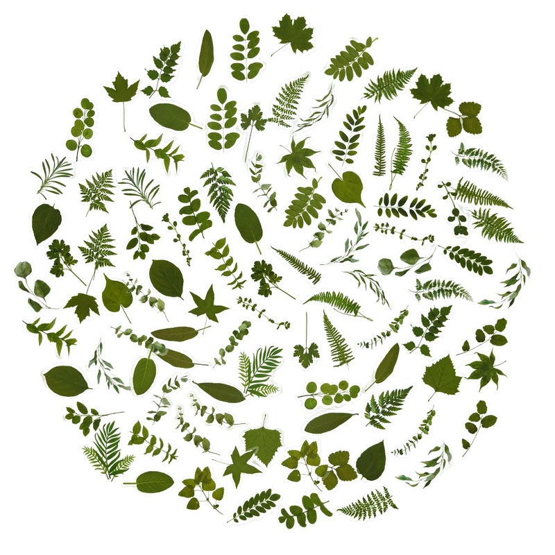 OBUJOPAL 100Pcs Small Green Leaf Stickers, Obujopal Nature Plant Stickers Transparent for Scrapbooking Water Bottle Laptop Junk Journal Collage Card Making Phone Case Envelope Planner DIY Crafts, 50 Designs - Image 1