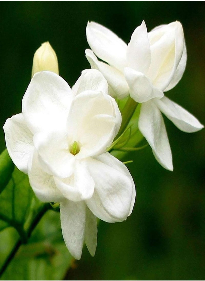 GGOOT 100Pcs Jasmine Seeds Fragrant Landscaping Decor White Bloom Aromatic Flower Seedslings for Garden - Arabian Jasmine Seeds - Flower Seeds Vegetable Seeds Fruit Seeds Garden Plant Seeds  - Image 1