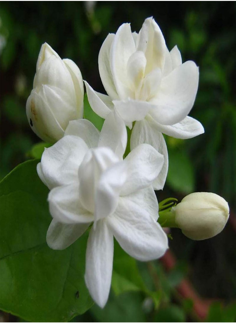 GGOOT 100Pcs Jasmine Seeds Fragrant Landscaping Decor White Bloom Aromatic Flower Seedslings for Garden - Arabian Jasmine Seeds - Flower Seeds Vegetable Seeds Fruit Seeds Garden Plant Seeds  - Image 2