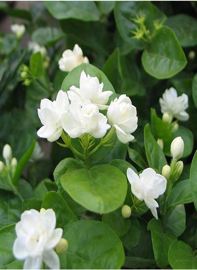 GGOOT 100Pcs Jasmine Seeds Fragrant Landscaping Decor White Bloom Aromatic Flower Seedslings for Garden - Arabian Jasmine Seeds - Flower Seeds Vegetable Seeds Fruit Seeds Garden Plant Seeds  - Image 4