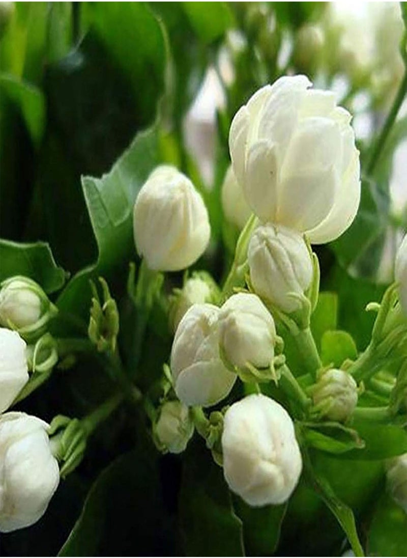 GGOOT 100Pcs Jasmine Seeds Fragrant Landscaping Decor White Bloom Aromatic Flower Seedslings for Garden - Arabian Jasmine Seeds - Flower Seeds Vegetable Seeds Fruit Seeds Garden Plant Seeds  - Image 3