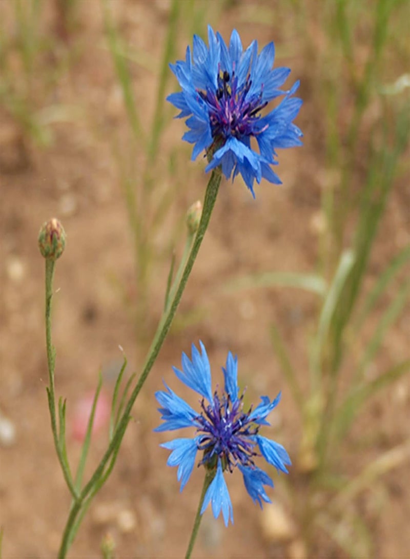 Easy to germinate,Cornflower Seeds,Beautiful Cut flowers-200 PCS,1