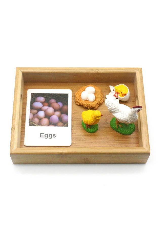 Montessorilifecycle Baby Montessori English Teaching Aids Three-Segment Card Toys For Early Childhood And Children-Color:Turtle Growing Tray Set - Image 3