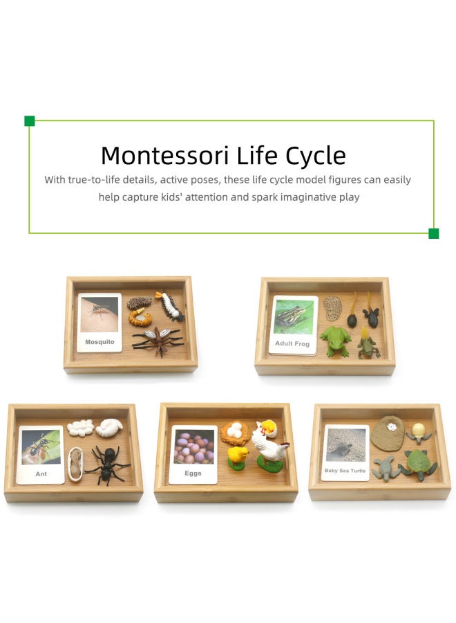 Montessorilifecycle Baby Montessori English Teaching Aids Three-Segment Card Toys For Early Childhood And Children-Color:Turtle Growing Tray Set - Image 2