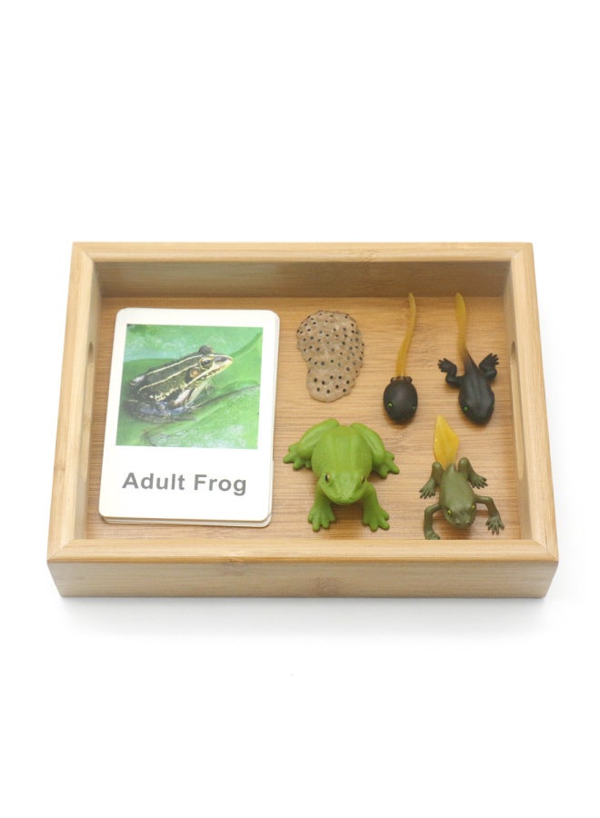 Montessorilifecycle Baby Montessori English Teaching Aids Three-Segment Card Toys For Early Childhood And Children-Color:Turtle Growing Tray Set - Image 5