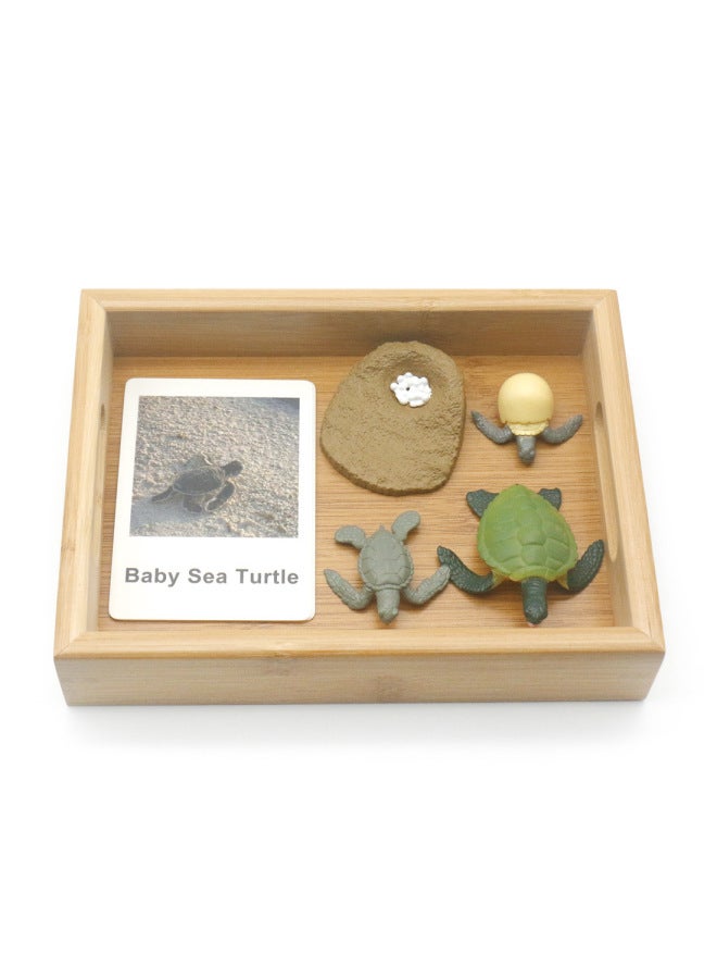 Montessorilifecycle Baby Montessori English Teaching Aids Three-Segment Card Toys For Early Childhood And Children-Color:Turtle Growing Tray Set - Image 1