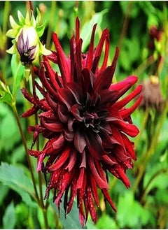 GGOOT 100pcs Red Dahlia Seeds Easy Grow Outdoor Edge Flower Varieties Unique Flower Shapes DIY Garden Art Decor Low Maintenance  - Image 2