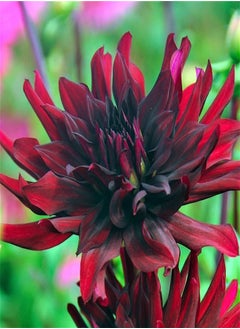 GGOOT 100pcs Red Dahlia Seeds Easy Grow Outdoor Edge Flower Varieties Unique Flower Shapes DIY Garden Art Decor Low Maintenance  - Image 1