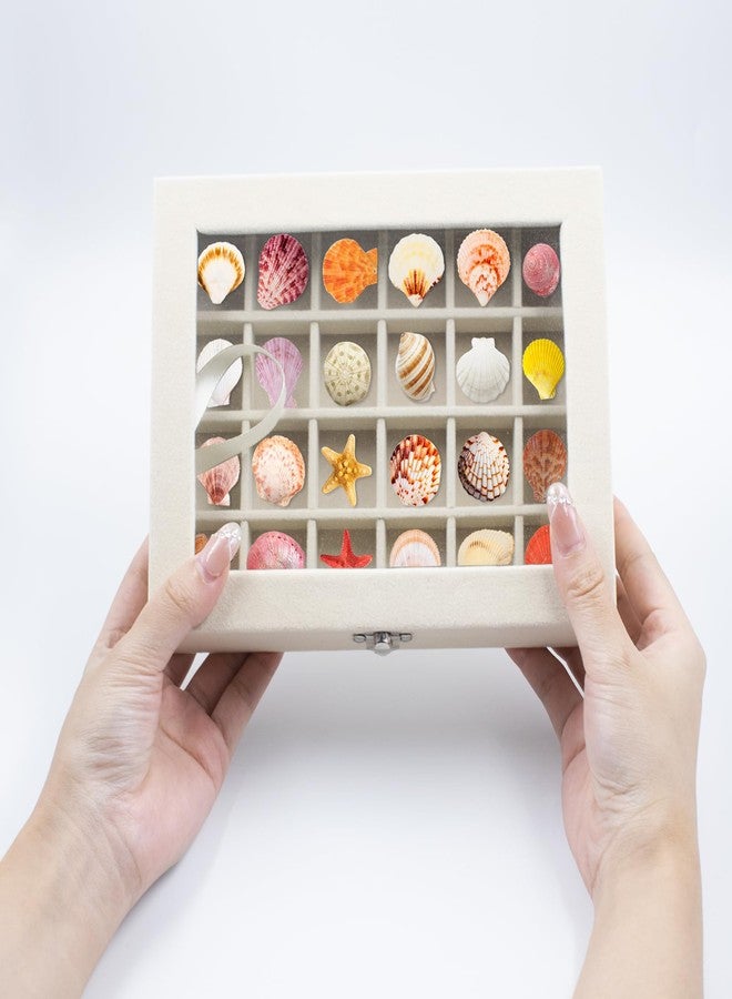 SnowTing 2 PCS Shell Shadow Box, Flocked Memory Storage Case with 12 & 24 Grids, Jewelry Organizer Box for Seashell, Rocks, Gems, Crystals, Souvenirs, Beads, 7.87 x 5.9 x 1.77 Inch - Image 4