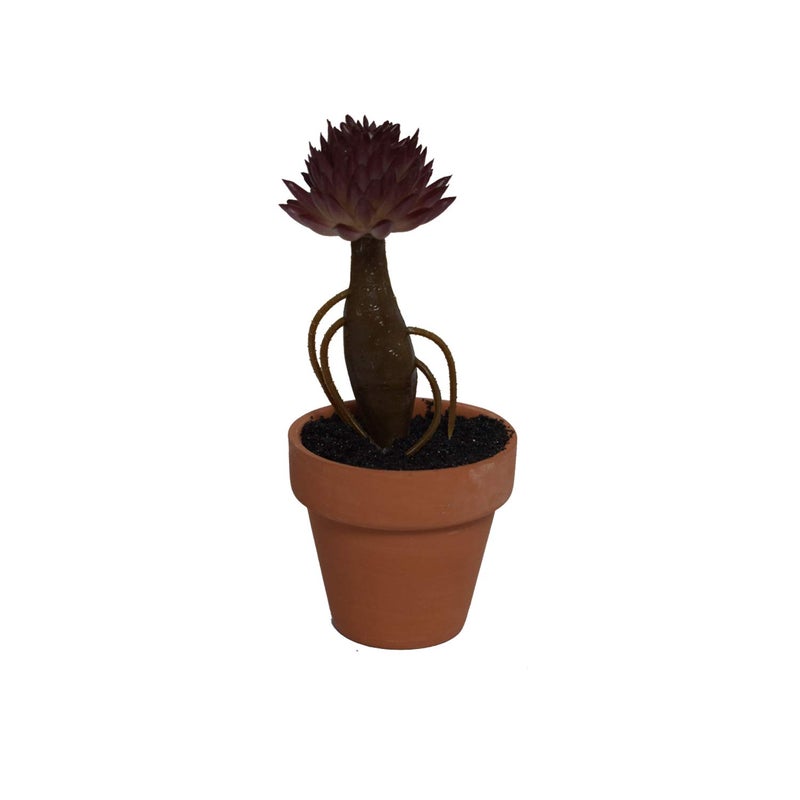NYRWANA Artificial Succulents Plant Small Potted Succulent Plants Desk Furnishings 6pc - Image 2