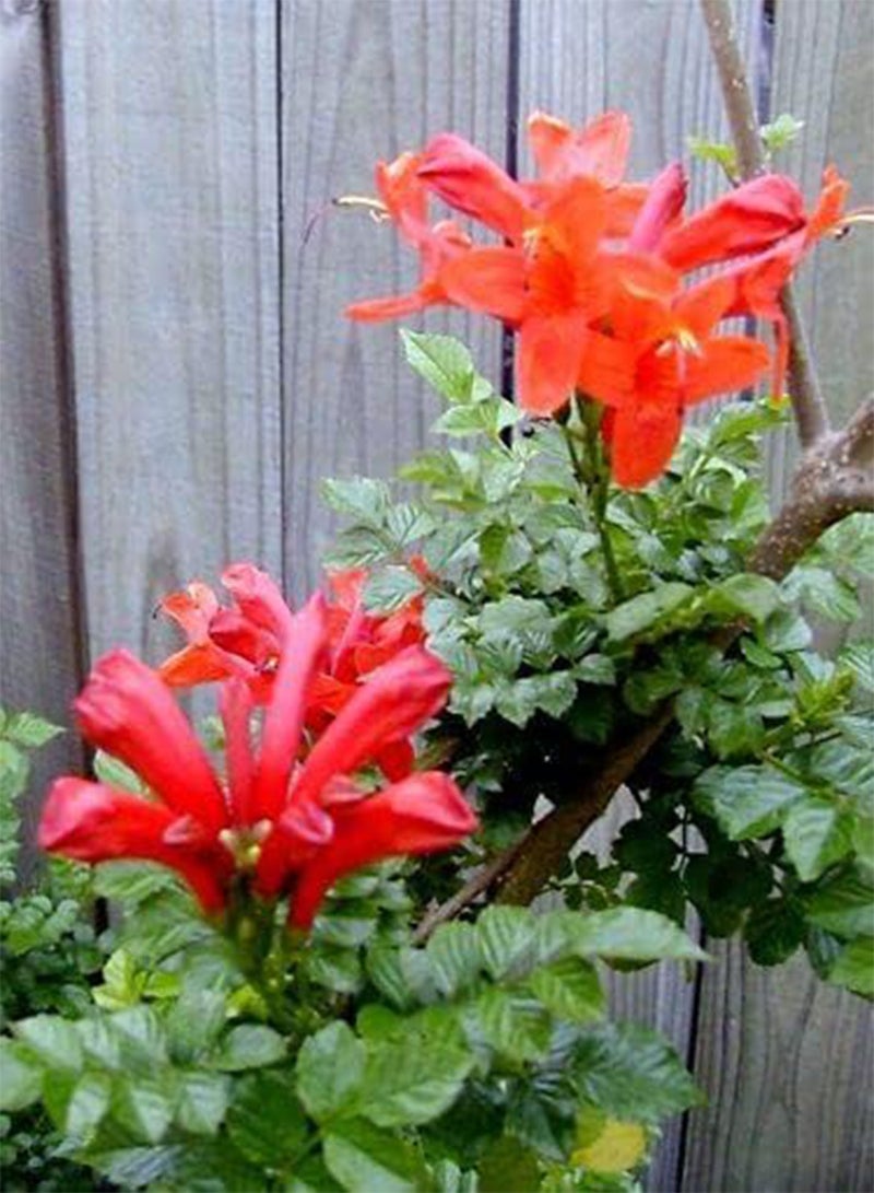 GGOOT 20 graines BIGNONE DU Cap Rouge (Tecoma Capensis) G737 Cape Honeysuckle seeds SEMI:seeds