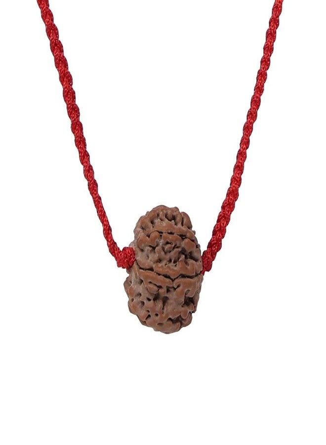 CHAKRADHARI Original and Natural Mantra Siddha Rare 6 Mukhi Nepal Rudraksha - Image 4